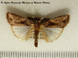 Spodoptera exempta